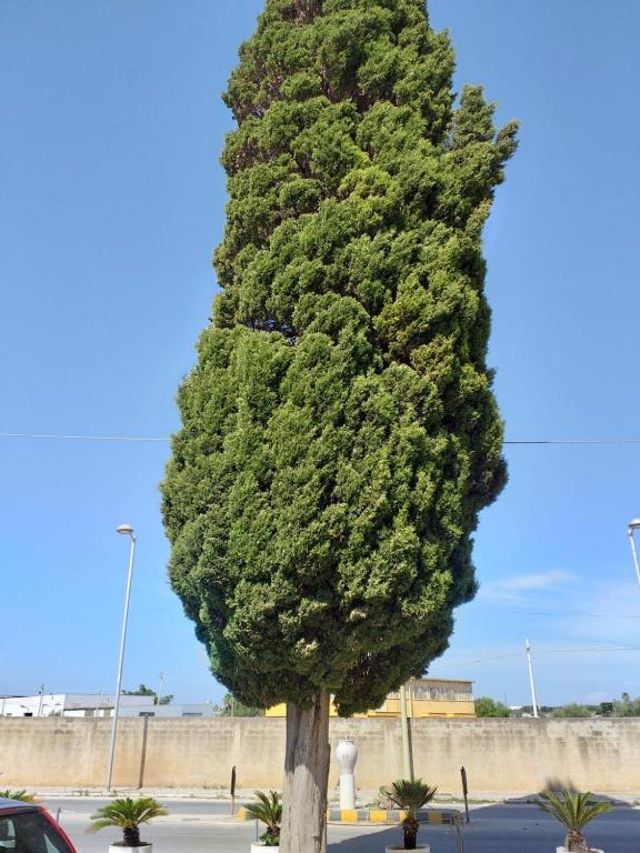 L'Albero bello Holiday