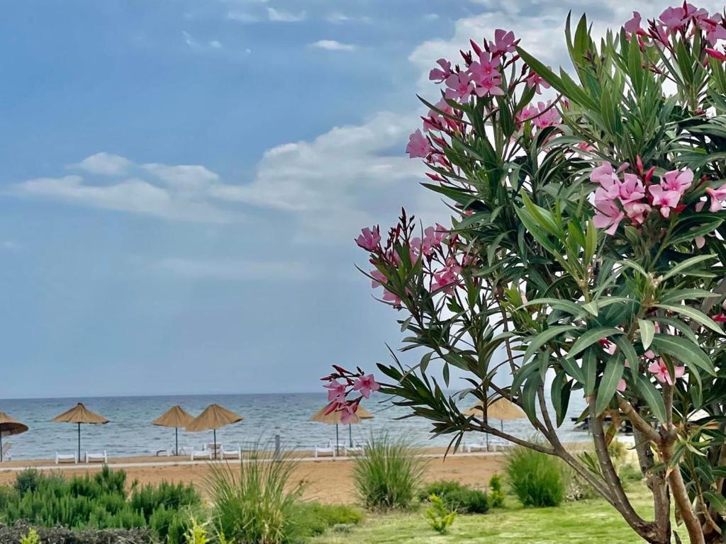 Lightness Suites by the Sea, Mağusa