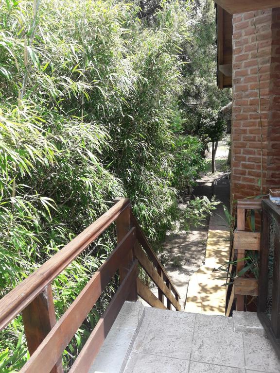 Quimil ( planta alta) - 5