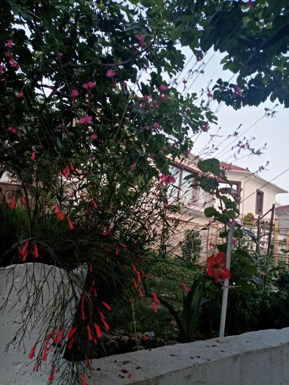 Apartmani Bosco photo