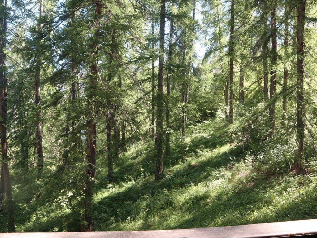 Studio calme en forêt, proche télésiège et commerces - FR-1-322-289 - 2