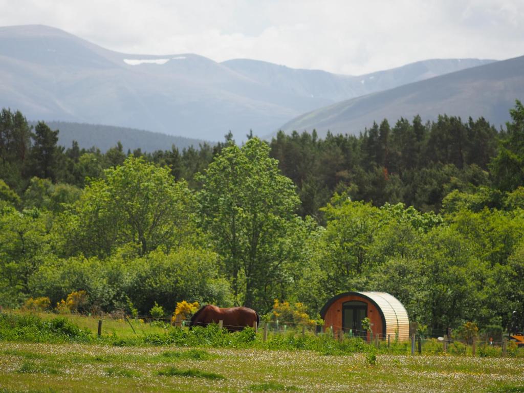 Ptarmigan, Nethy Bridge
