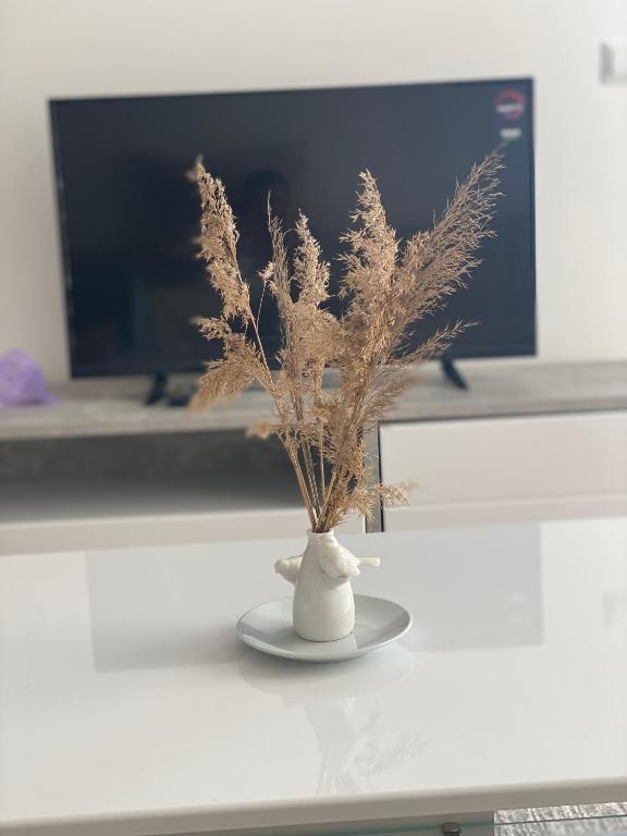 Apartament Dolcinium - 2
