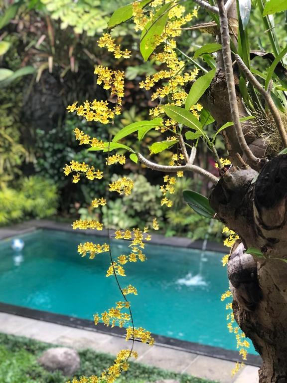 vishaka ubud villa photo