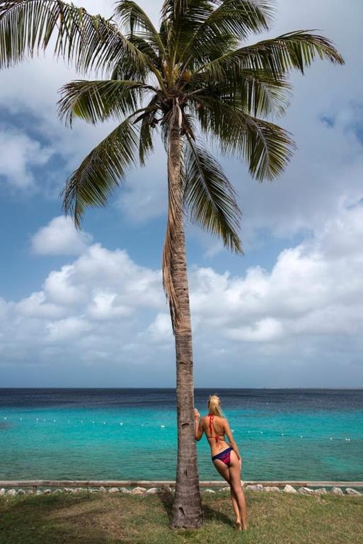 Divi Flamingo Beach Resort And Casino Photo 23