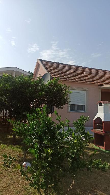 Lemon Tree - 4