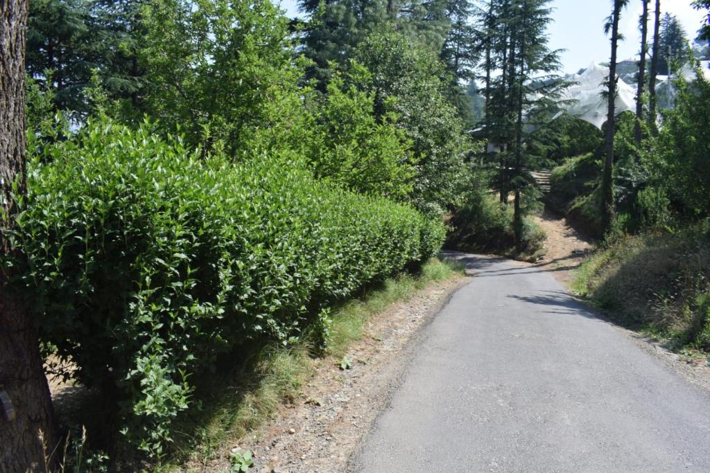 Pine Wood photo