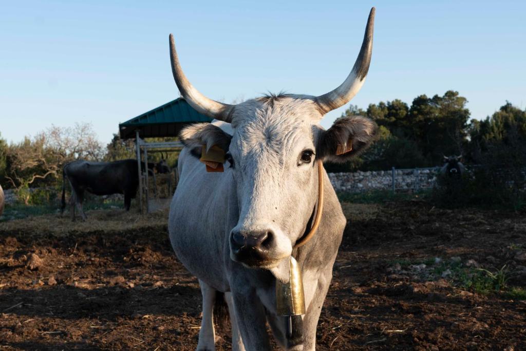 DONNAPAOLA MODERN FARM photo