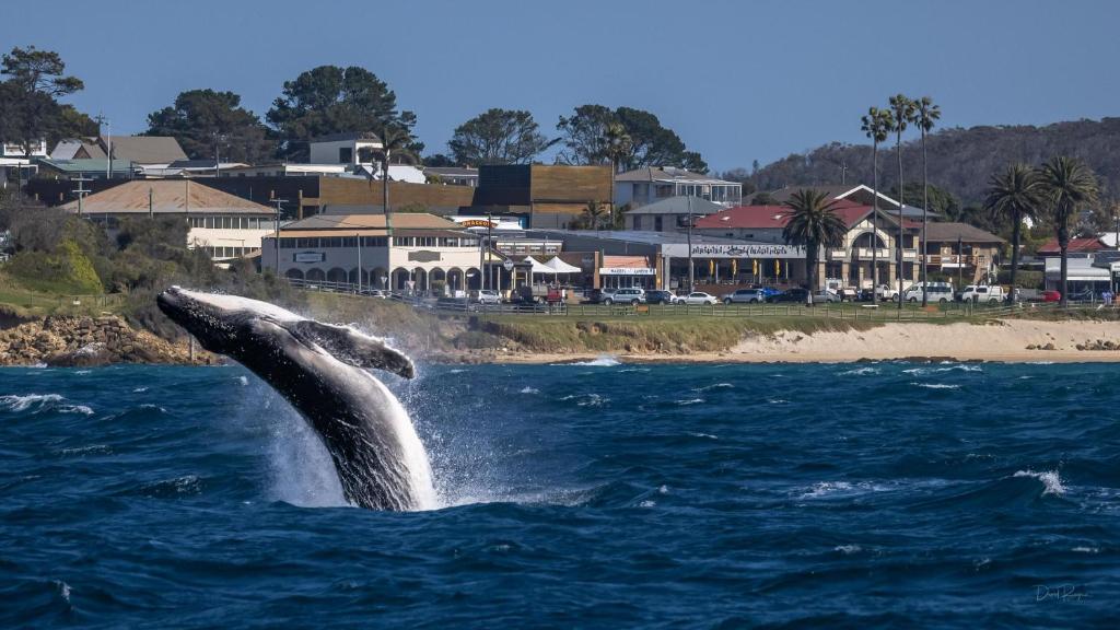 Bermagui Beach Hotel photo