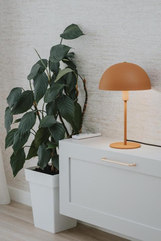 Apartments Radovic - 5