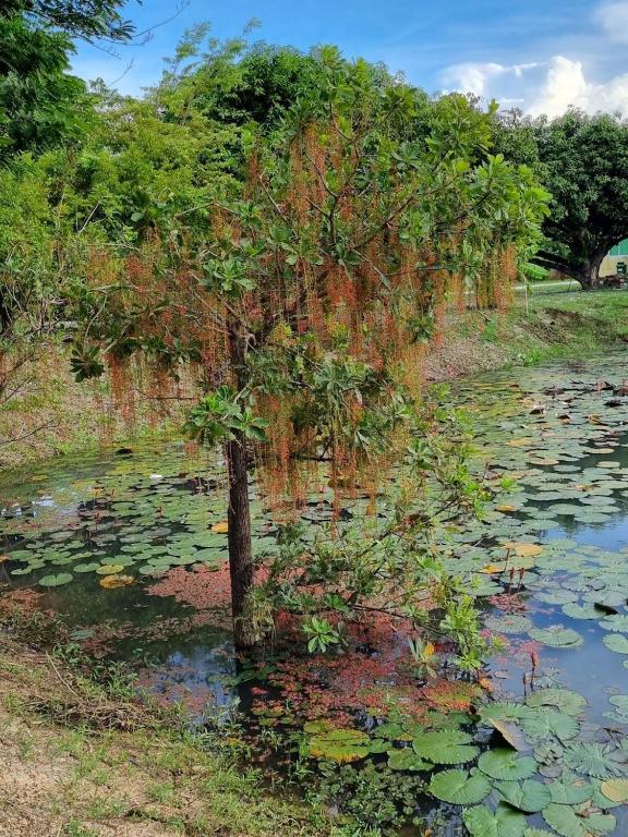 Surrounding environment