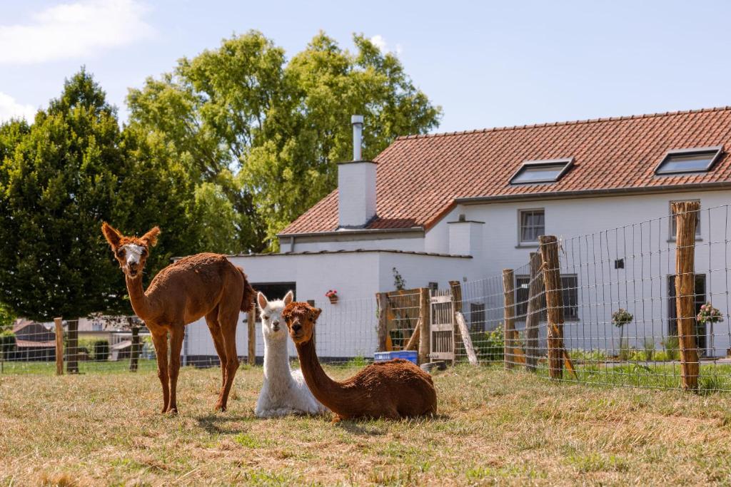 Alpaca farm "De Lentschoorhoeve"