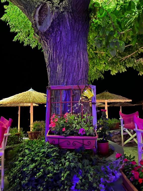 Maniatis Garden photo