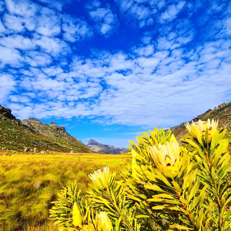 Protea Chalet photo