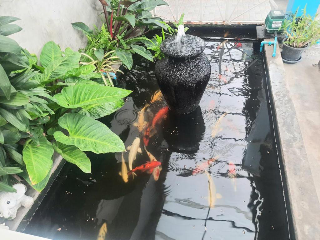 Fancy Carp Resort Hua-Hin photo