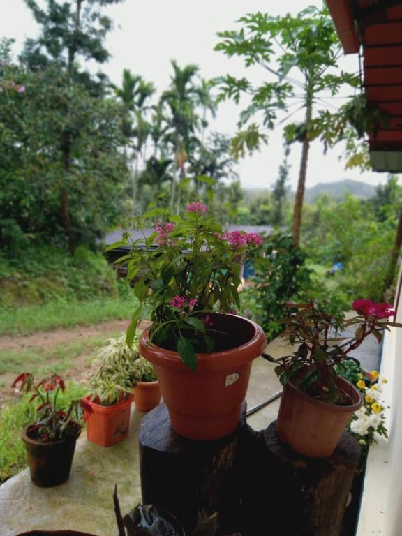 Dreamwood FarmStay photo