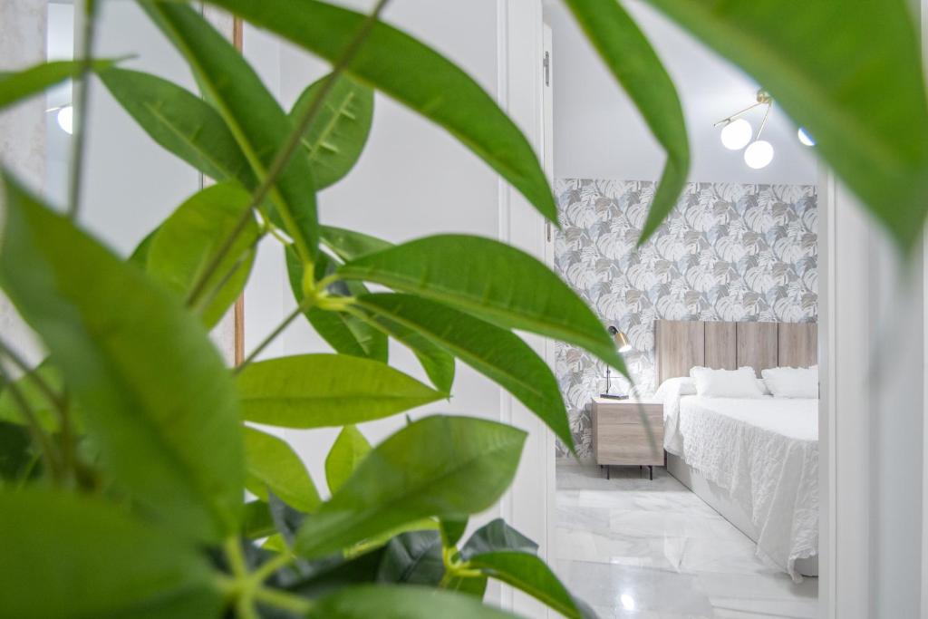 Apartamento La Magnolia de Cádiz - 3