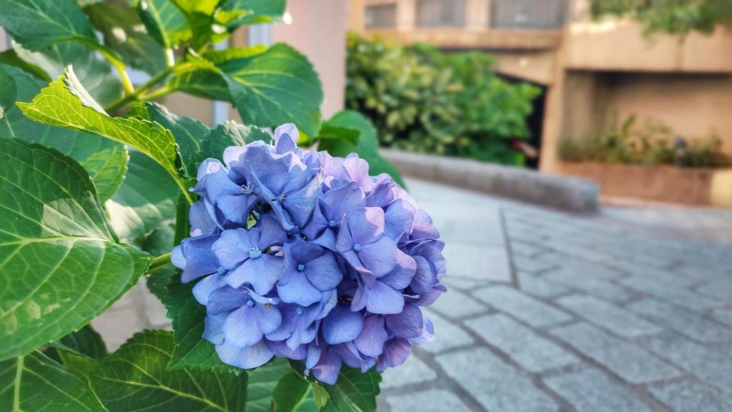 Jardin de fleurs - 4