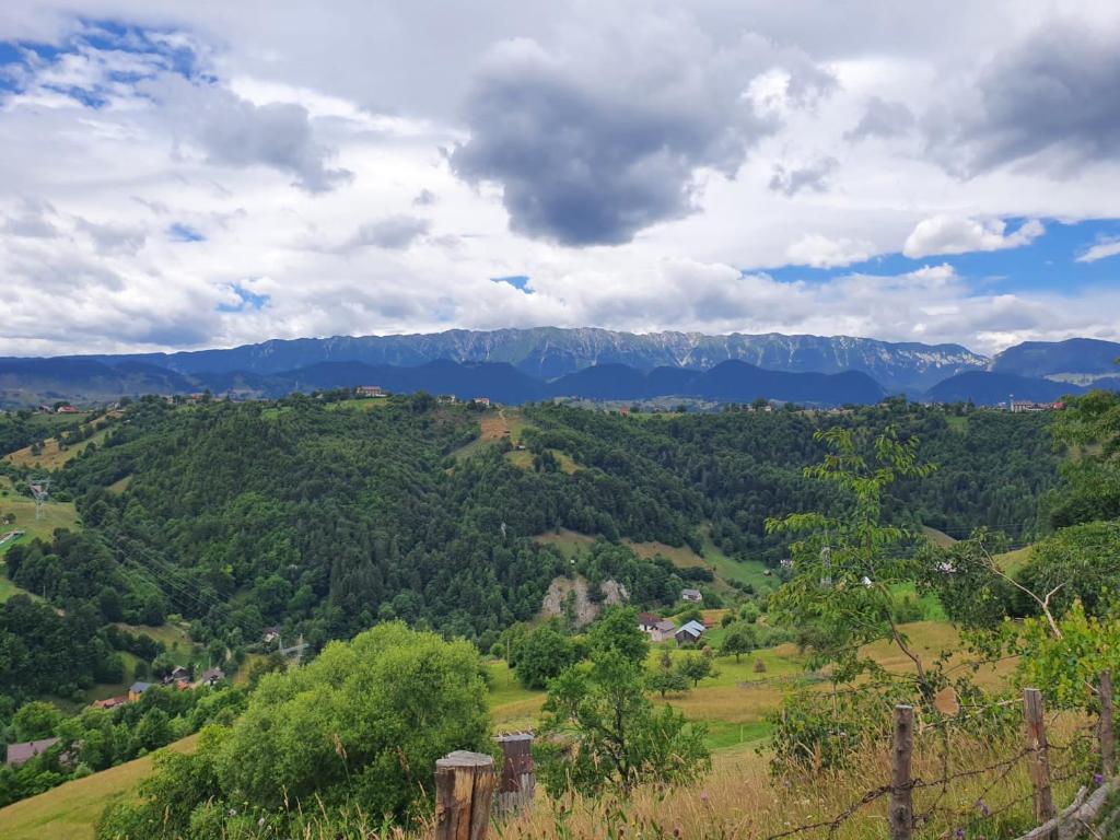 ALEGRIA - MOIECIU DE SUS photo