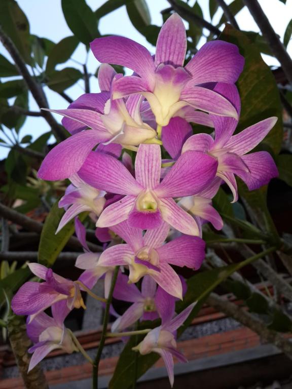 สวน