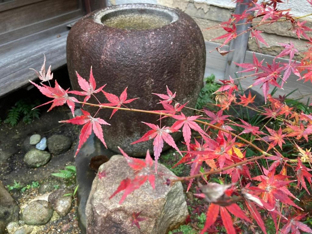 Veada photo