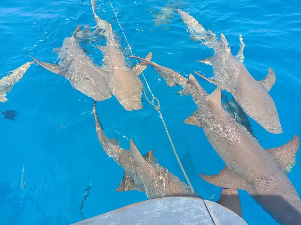 Surrounding environment