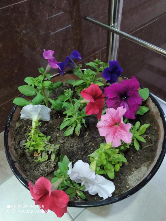 Major Guest House 전경