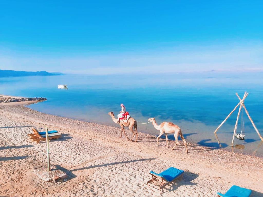 Cinderella Camp Nuweiba photo