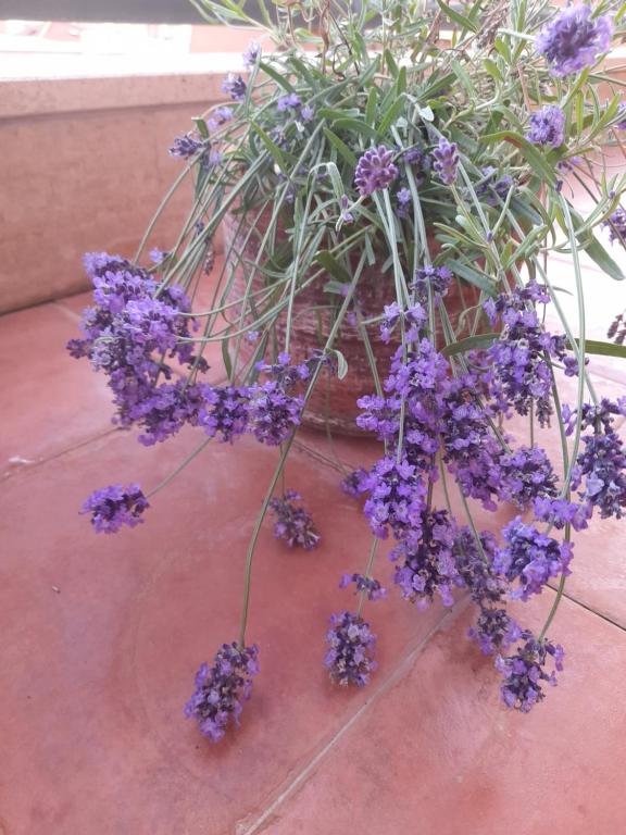 Sea view Penthouse with beautiful Terrace - Casa Verdi Jayanti - 3