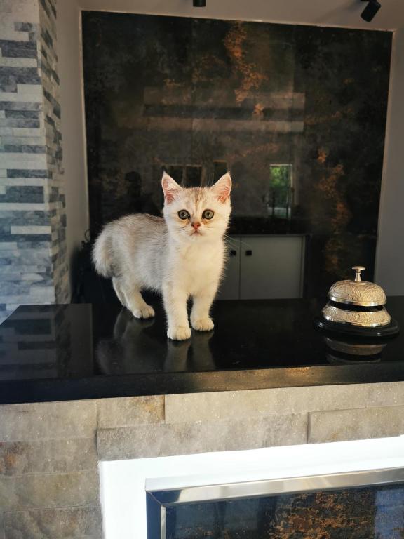 Doftana Apartaments photo