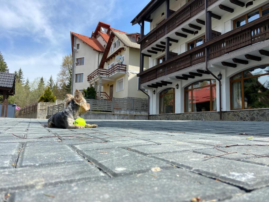 Chalet Wiese photo