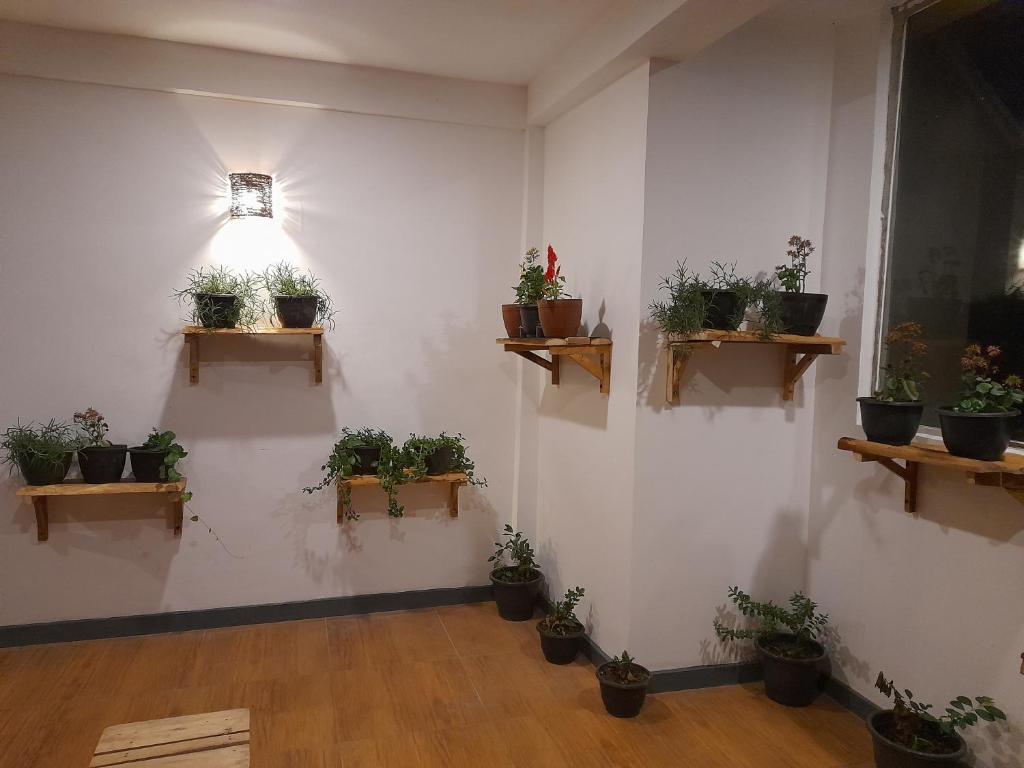 Tea Mount Forest photo
