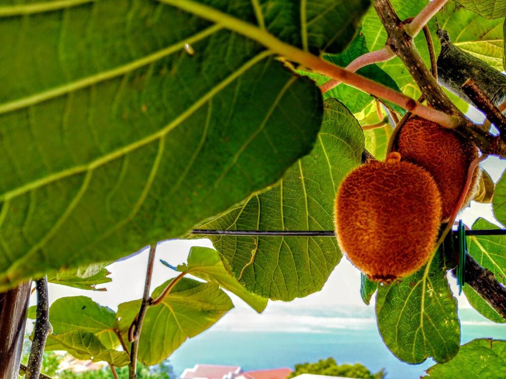Kiwi & Olive photo