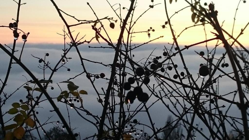 Nature Homestay photo