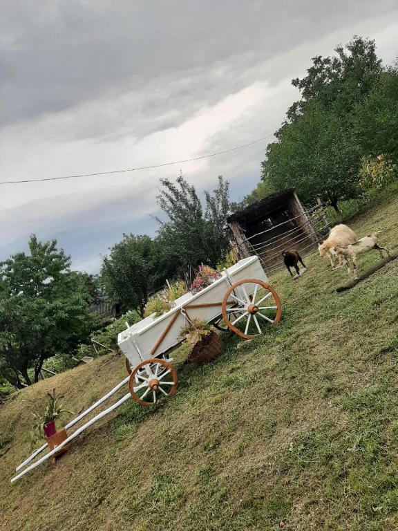 Pensiunea turistica "Casa rustica" photo