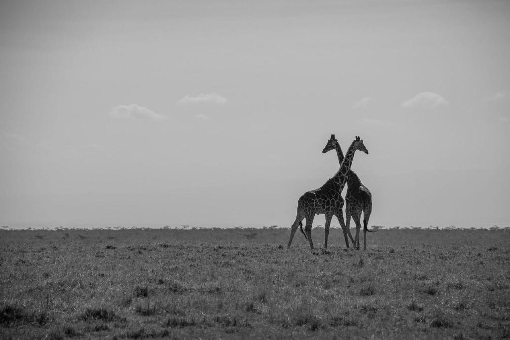 Mutara Camp photo