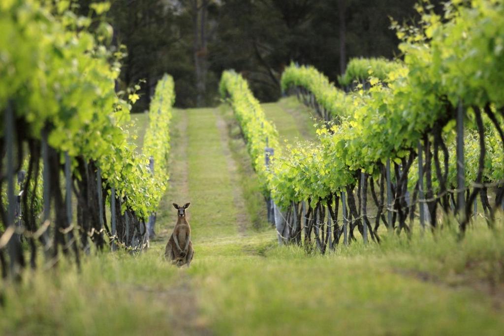 Lindsay Lodge at the Hunter Valley photo