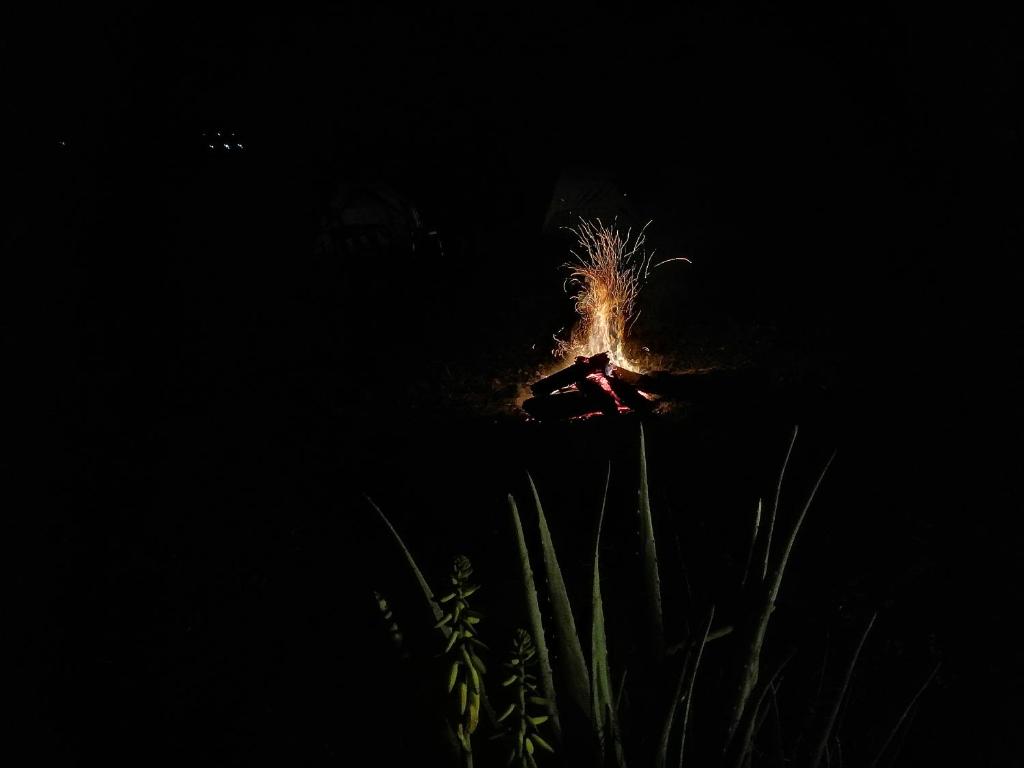 Pachingo la primavera photo