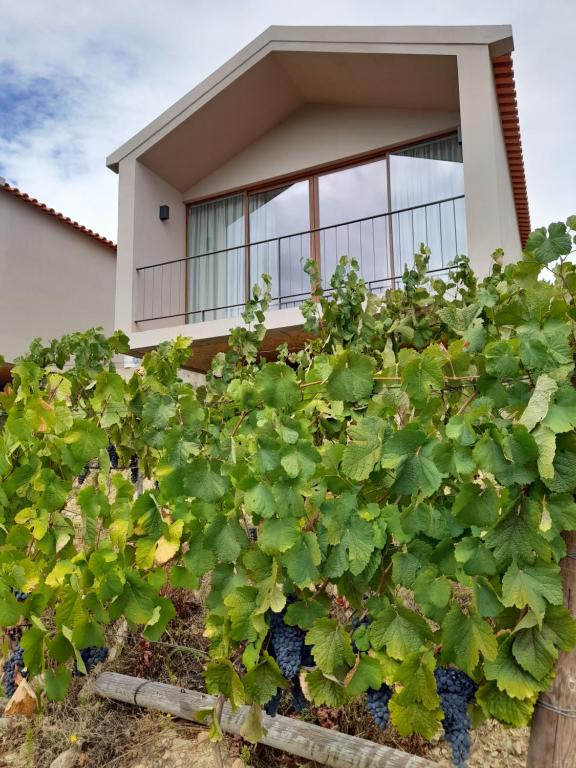 Quinta Manhas Douro — Hotel in Sabrosa