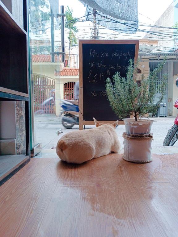 Cuccu homestay