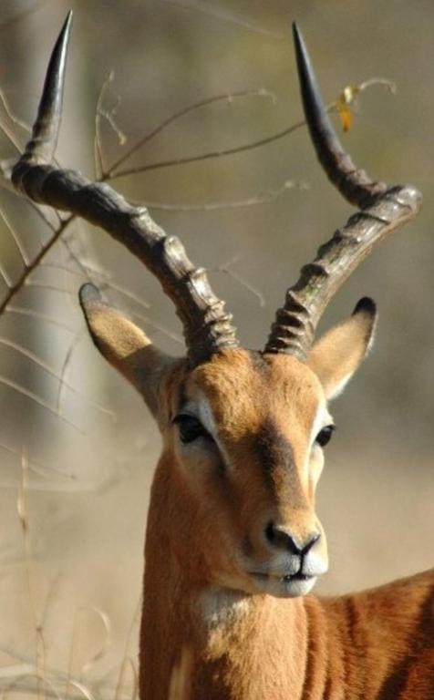 Ngama Tented Safari Lodge photo