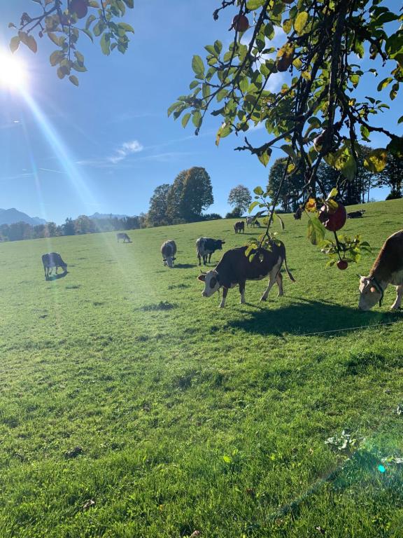 Altenhauser Hof photo