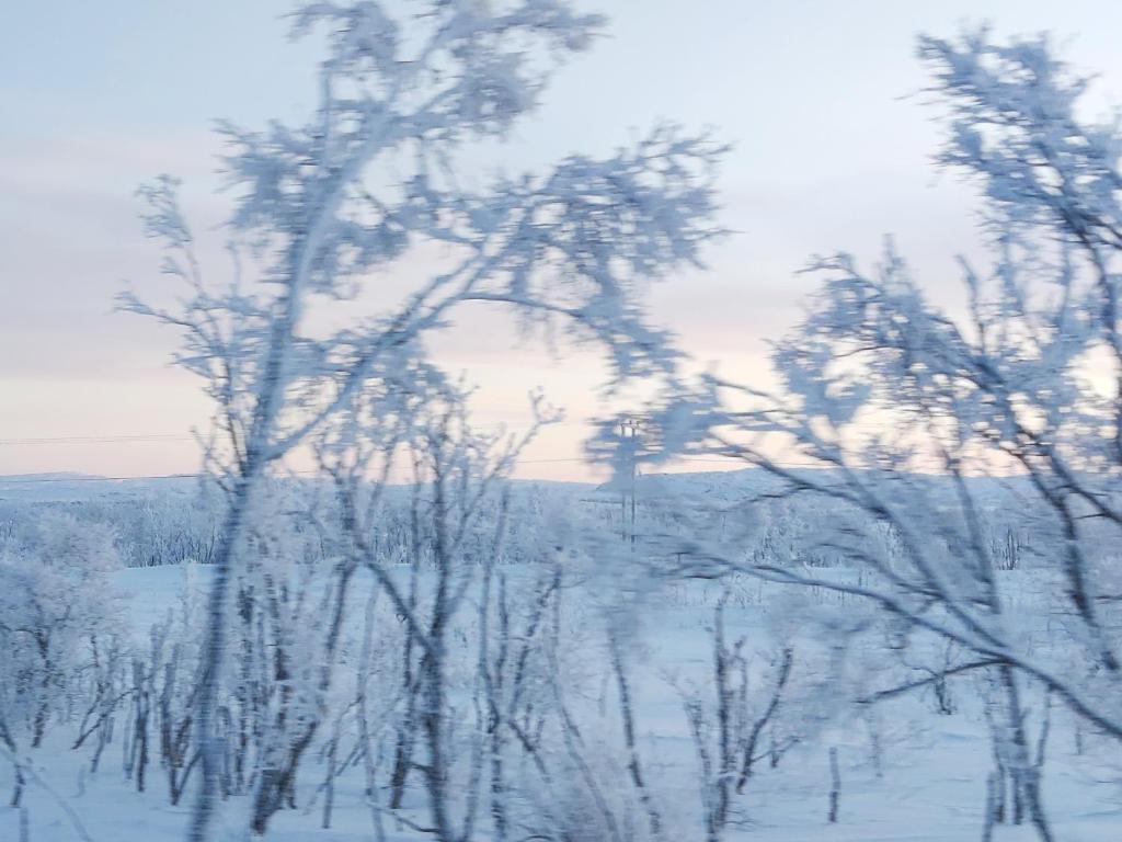 Varangertunet bed & breakfast photo