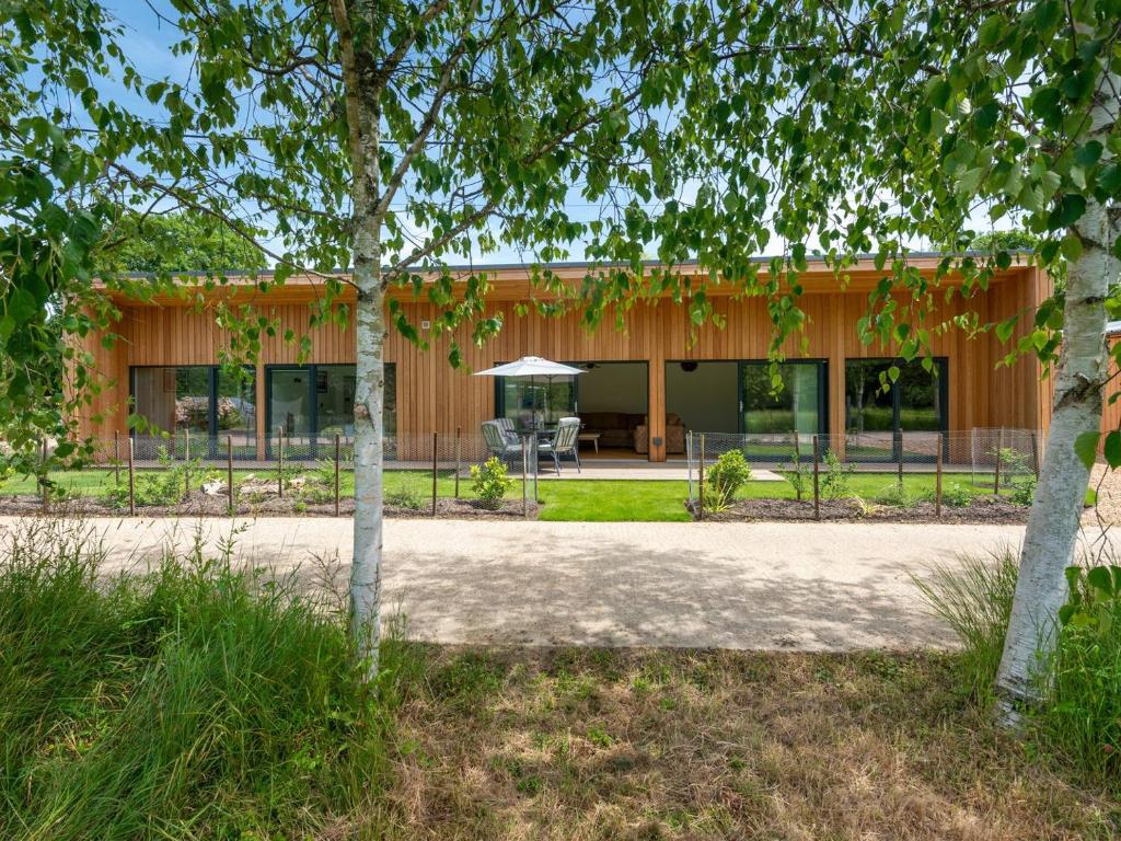 Silver Birch - UK36173