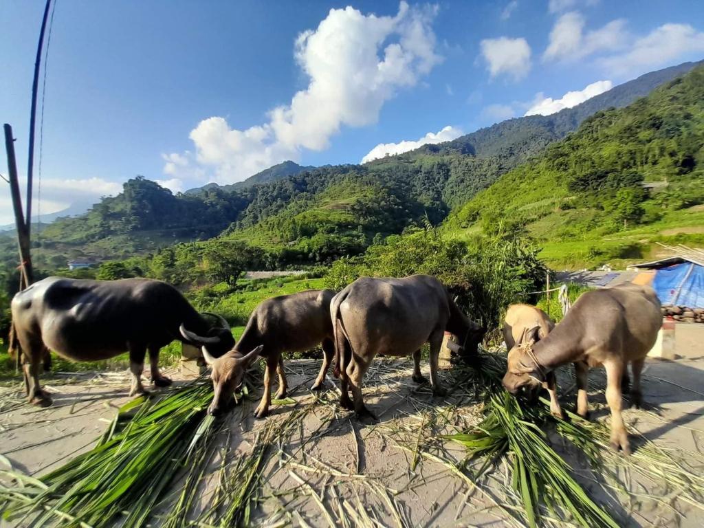 Ha Giang Donkey hostel 호텔 이미지 1