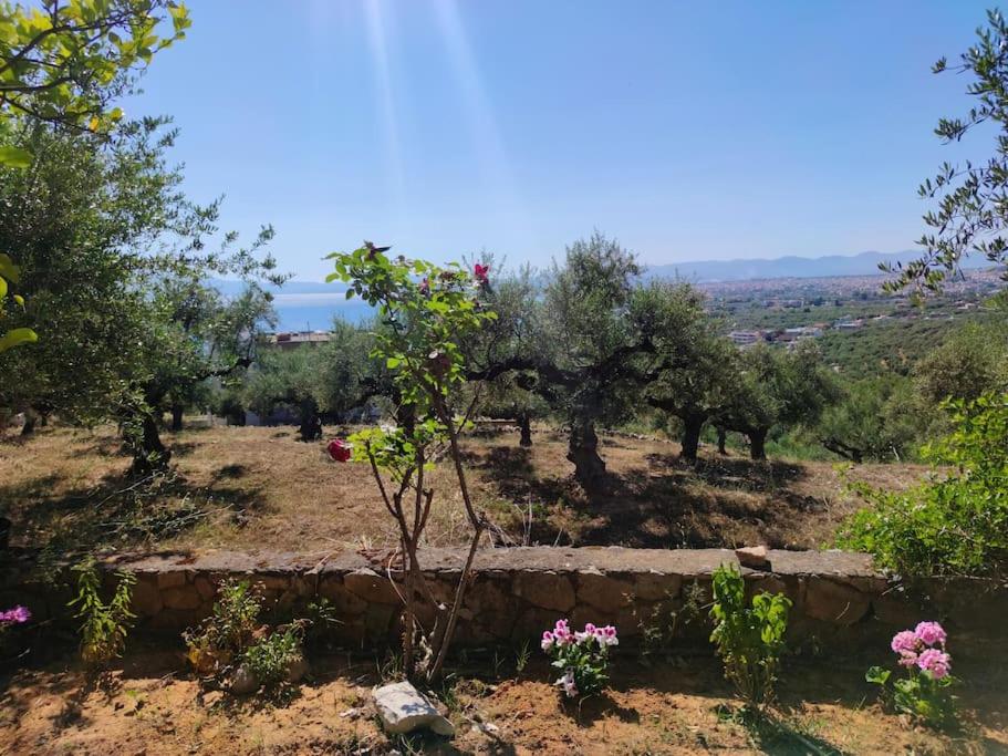 Eliza's guest house photo