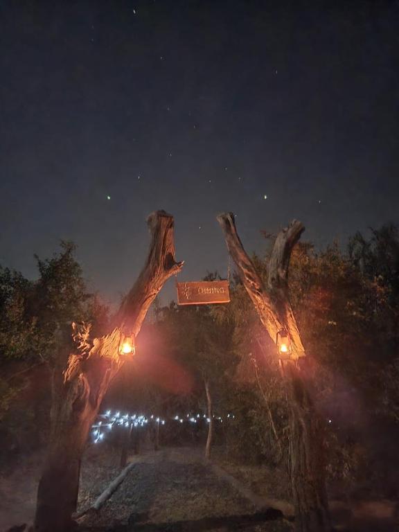 The Wild Olive Tree Camp photo