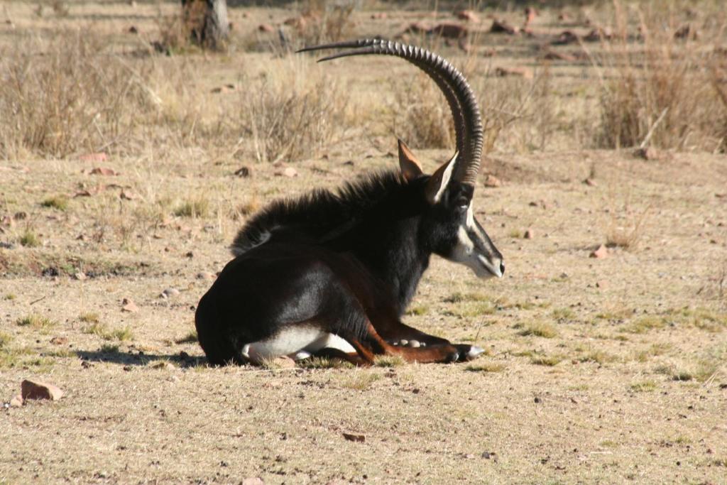 Waterberg Game Lodge photo