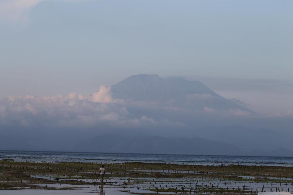 Nyoman Guesthouse photo
