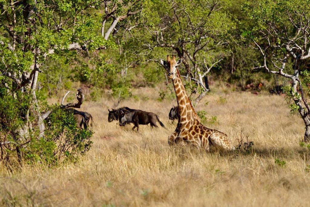 Waterberg Game Lodge photo